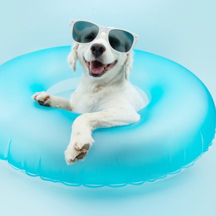 Happy dog in sunglasses relaxing — Kat Quarters dog day care Hollywood FL